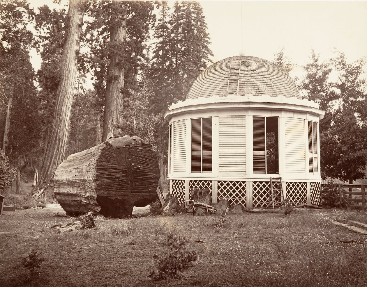 Dům postavený nad pařezem velkého stromu, 1865-66, tištěno ca. 1876. od Carleton Emmons Watkins