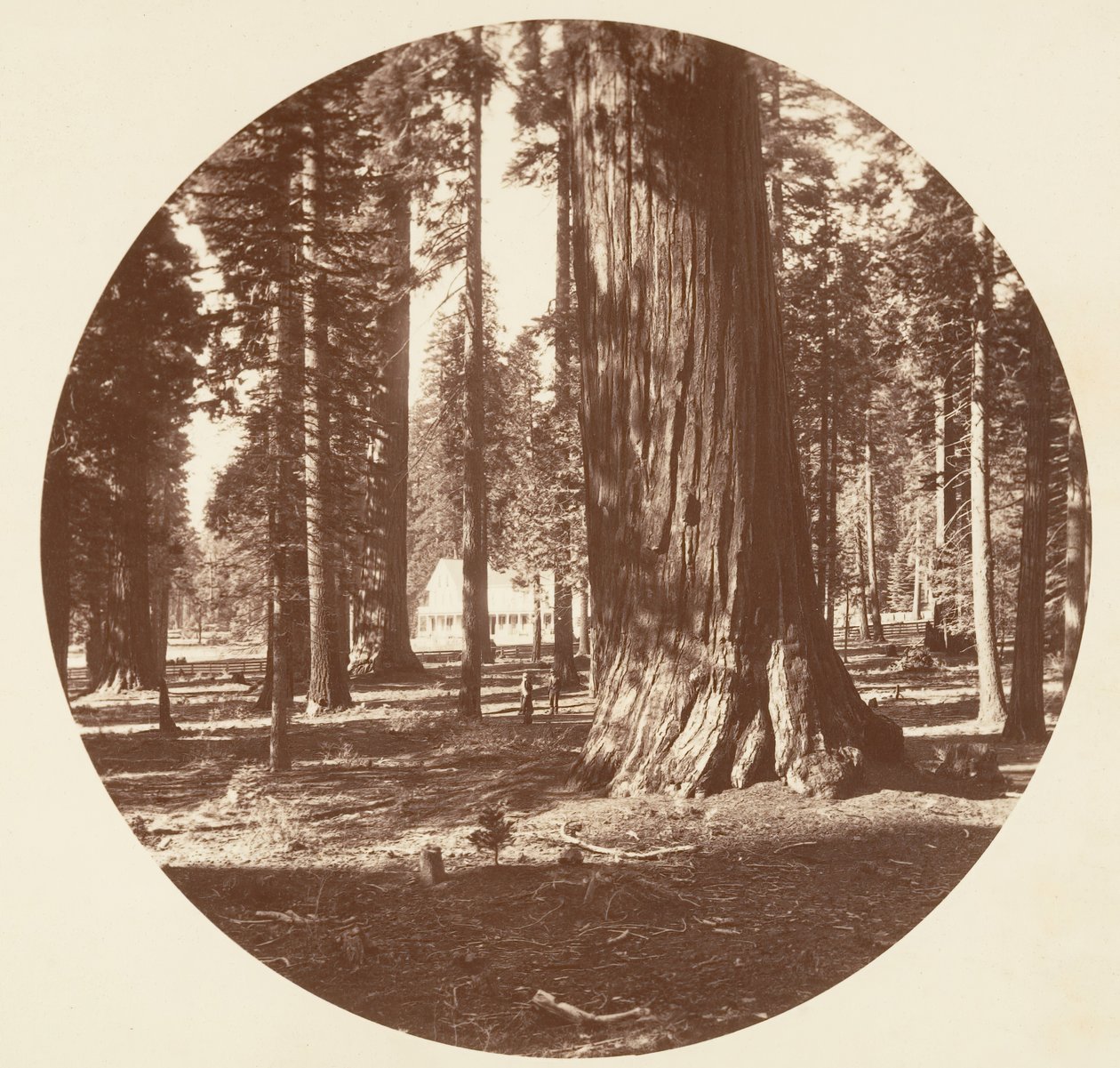 Hotel Mammoth Grove z Grove - Calaveras, ca. 1878. od Carleton Emmons Watkins