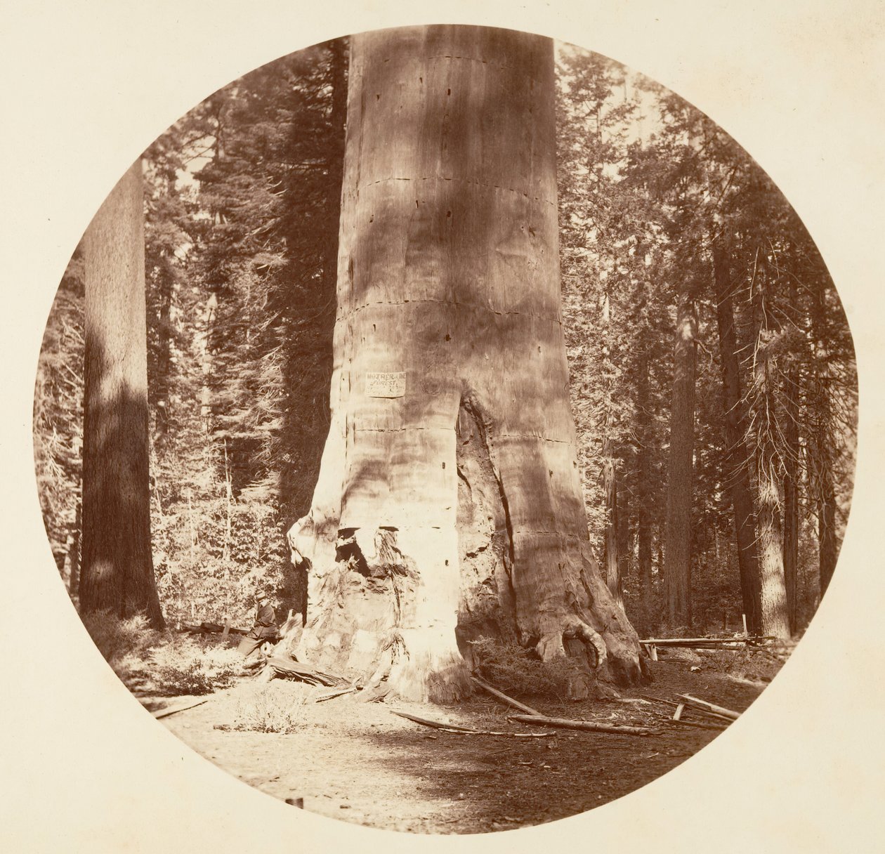 Matka lesa - Calaveras Grove, ca. 1878. od Carleton Emmons Watkins