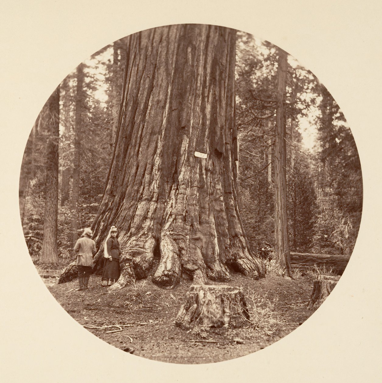 Pride of the Forest - Calaveras Grove, ca. 1878. od Carleton Emmons Watkins