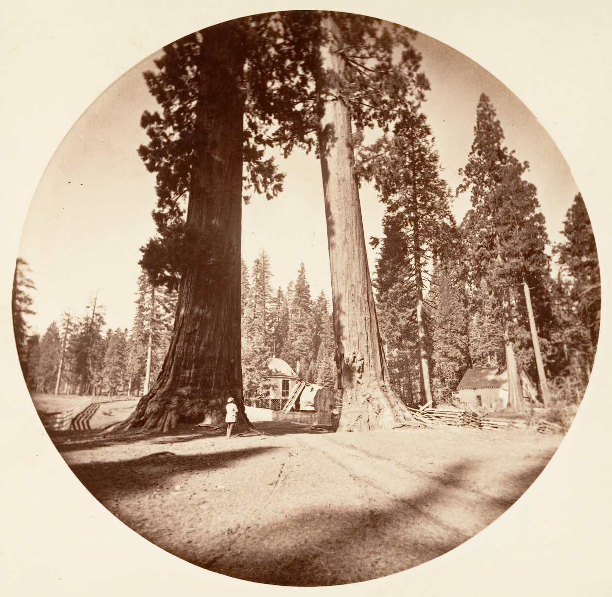 The Sentinels - Calaveras Grove, ca. 1878. od Carleton Emmons Watkins