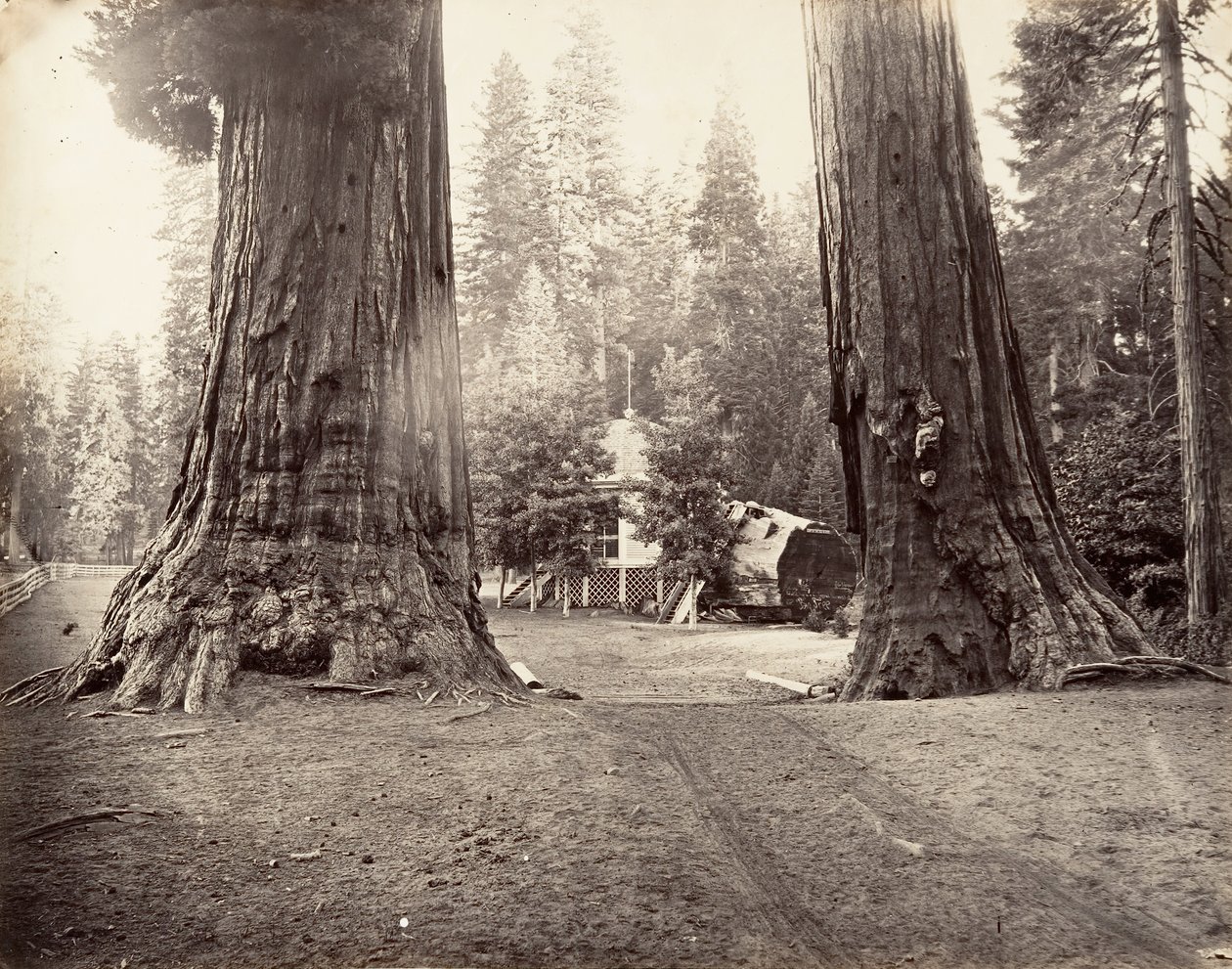 The Sentinels, 315 stop, Yosemite, ca. 1872, vytištěno ca. 1876. od Carleton Emmons Watkins