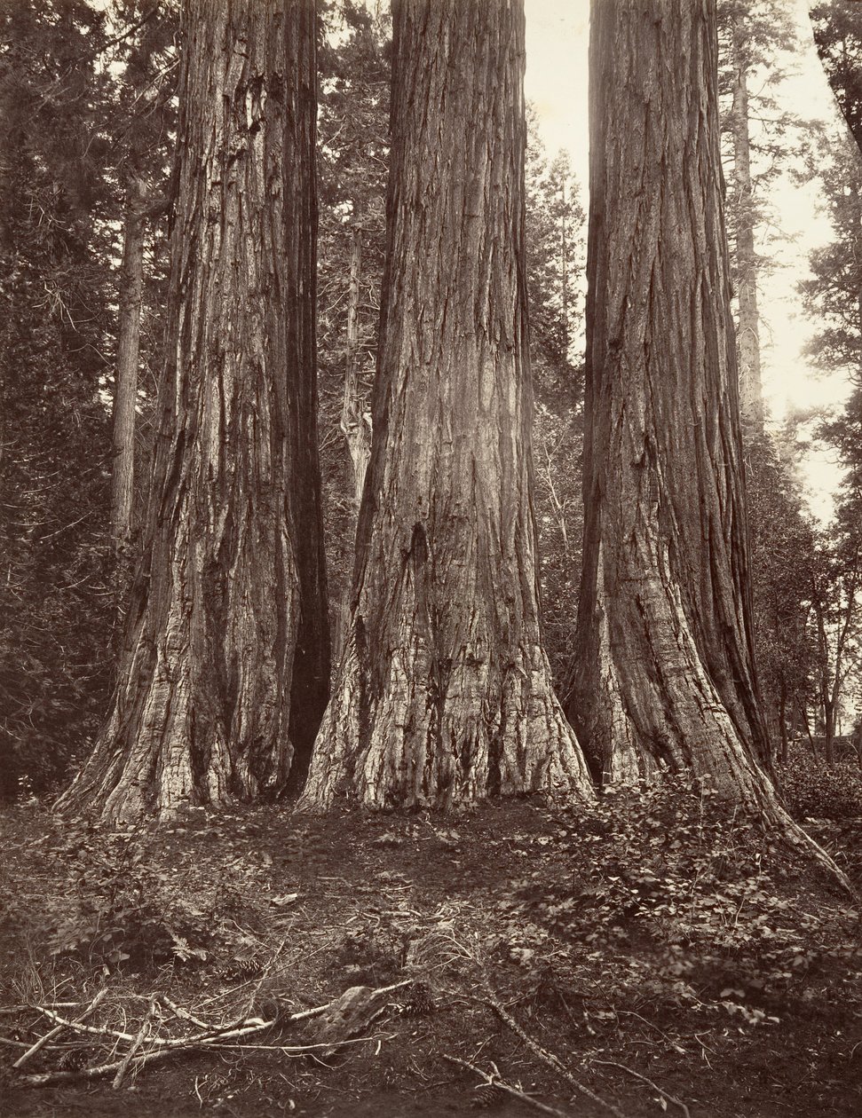 Tři Grácie, 272 stop, 1865-66, vytištěno ca. 1876. od Carleton Emmons Watkins