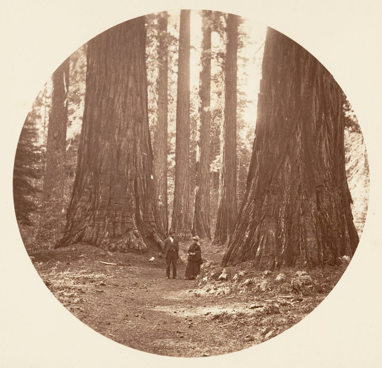 Tři grácie viděné přes háj Bryant a Seward Calaveras, ca. 1878. od Carleton Emmons Watkins