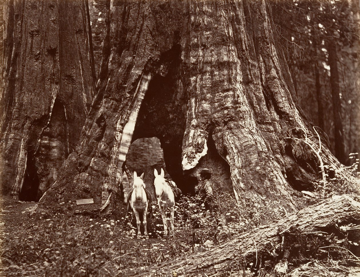 Stativ, obvod 94 stop, 1865-66, vytištěno ca. 1876. od Carleton Emmons Watkins