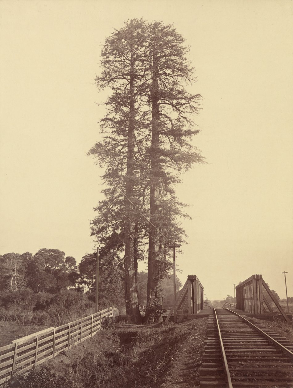 Twin Redwoods, Palo Alto,c. 1877 (foto) od Carleton Emmons Watkins