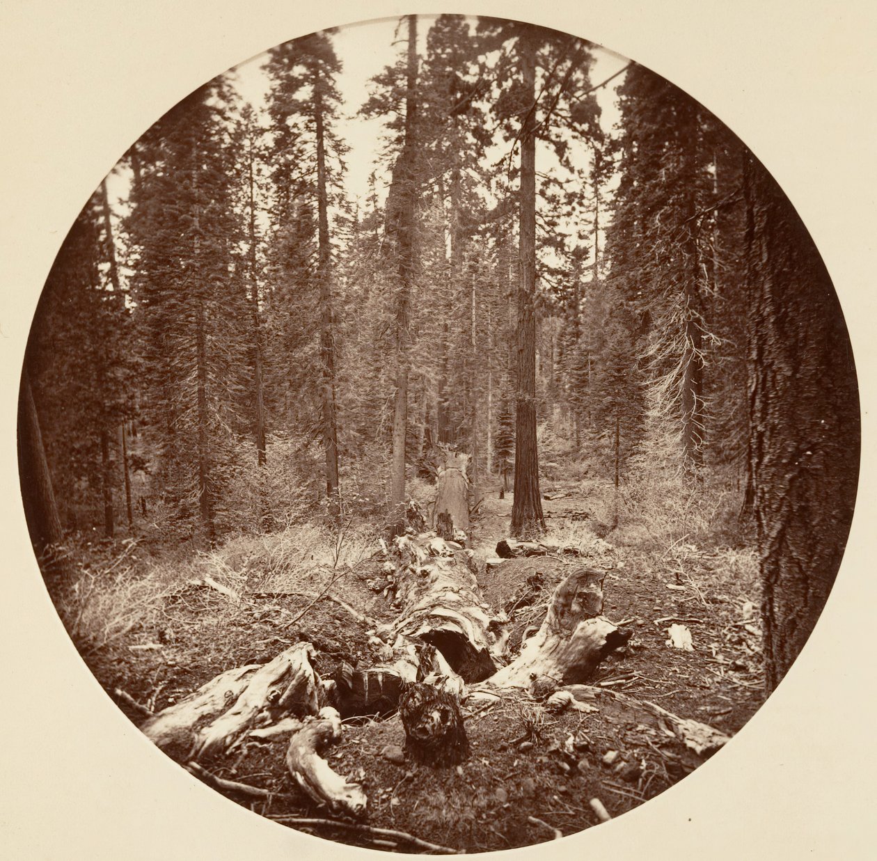 [Yosemitský národní park, Kalifornie], ca. 1878. od Carleton Emmons Watkins