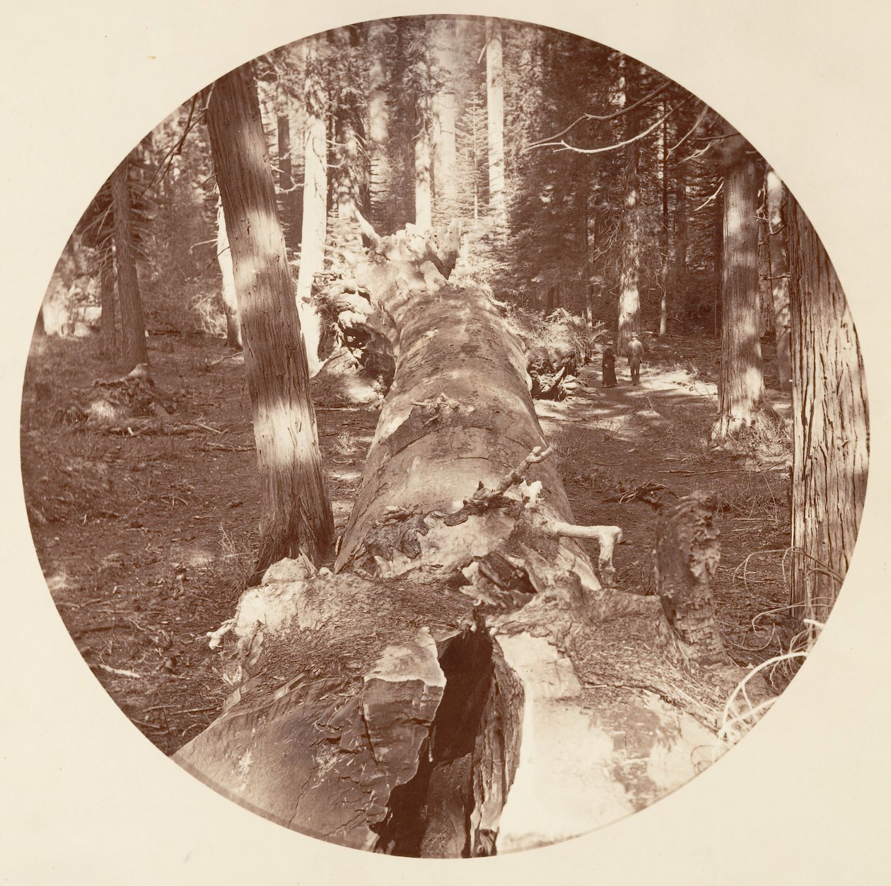 [Yosemitský národní park, Kalifornie], ca. 1878. od Carleton Emmons Watkins