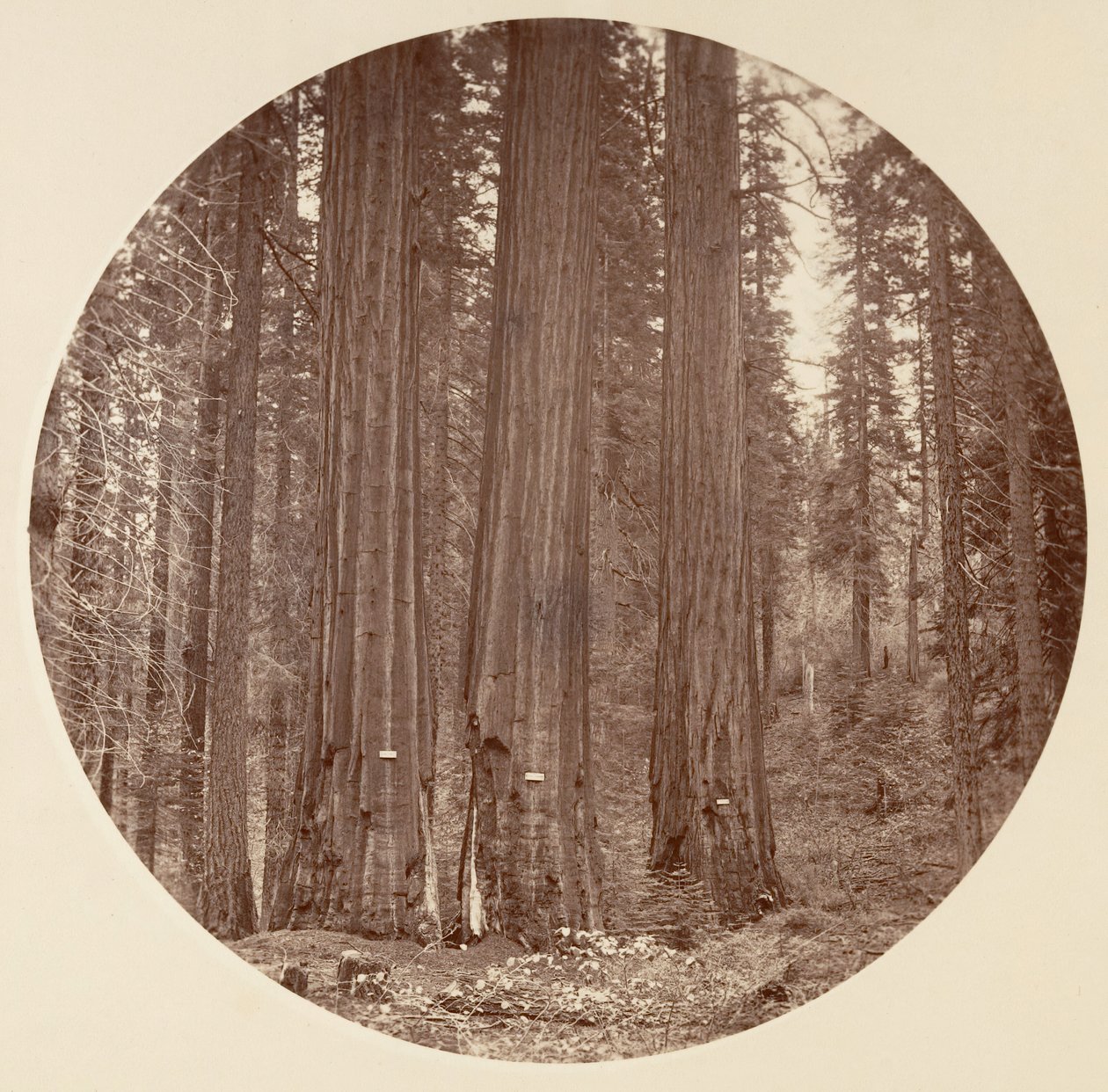 [Yosemitský národní park, Kalifornie], ca. 1878. od Carleton Emmons Watkins