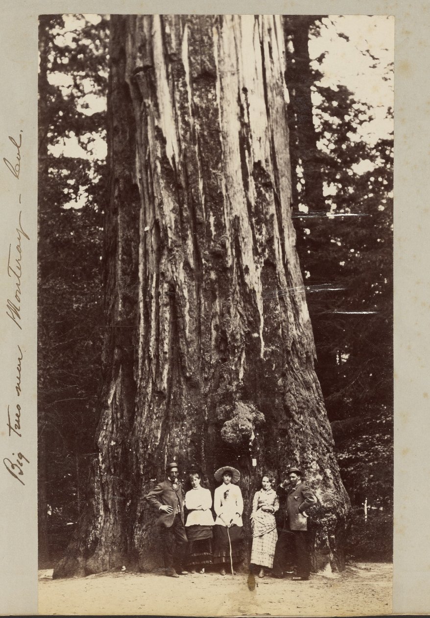 Velké stromy u Monteray [sic] - Cal. od Carleton Watkins