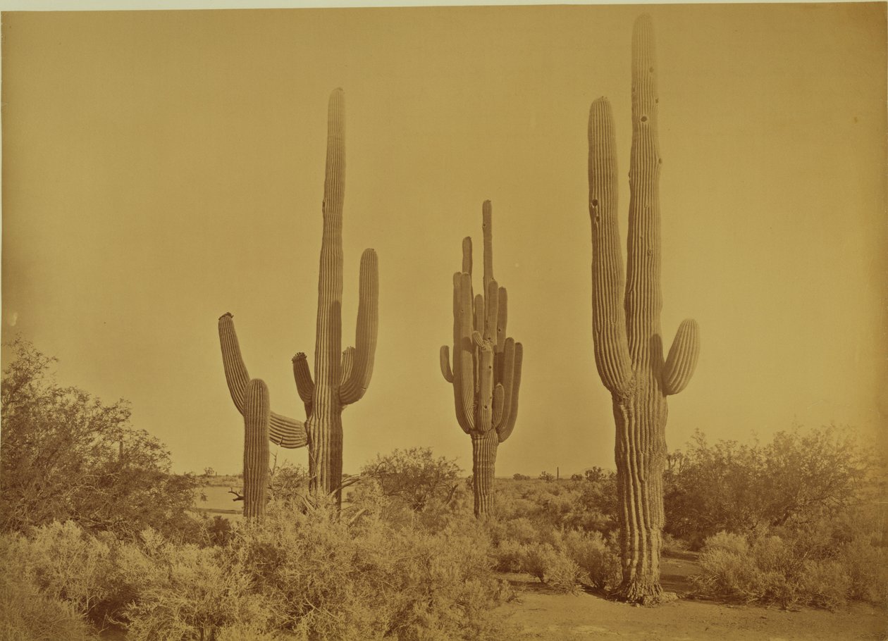 [Kaktus, Arizona - Cereus Giganteus] od Carleton Watkins