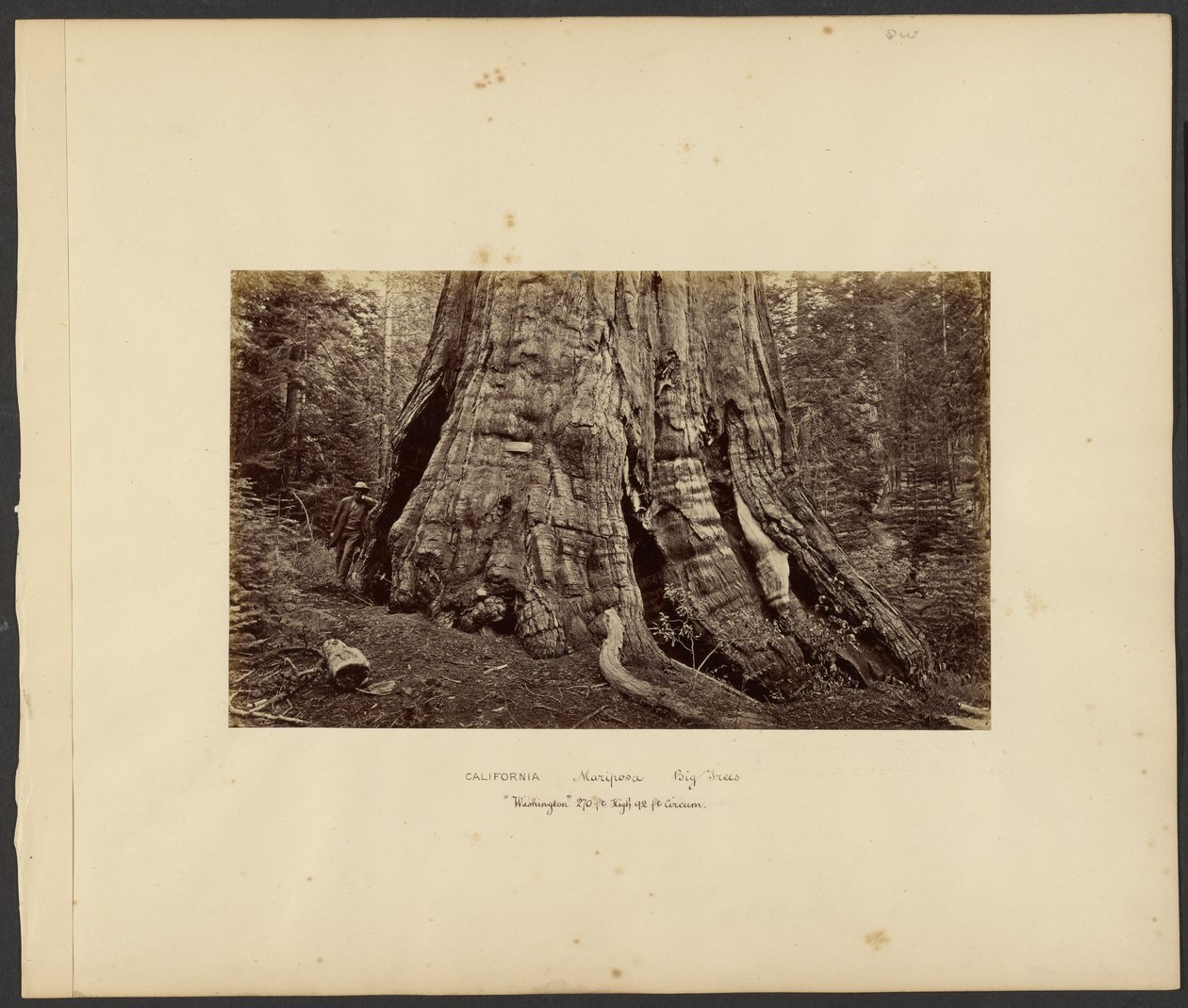 [Kalifornie - Mariposa Big Trees, "Washington" 270 stop vysoký, 92 stop v obvodu.] od Carleton Watkins