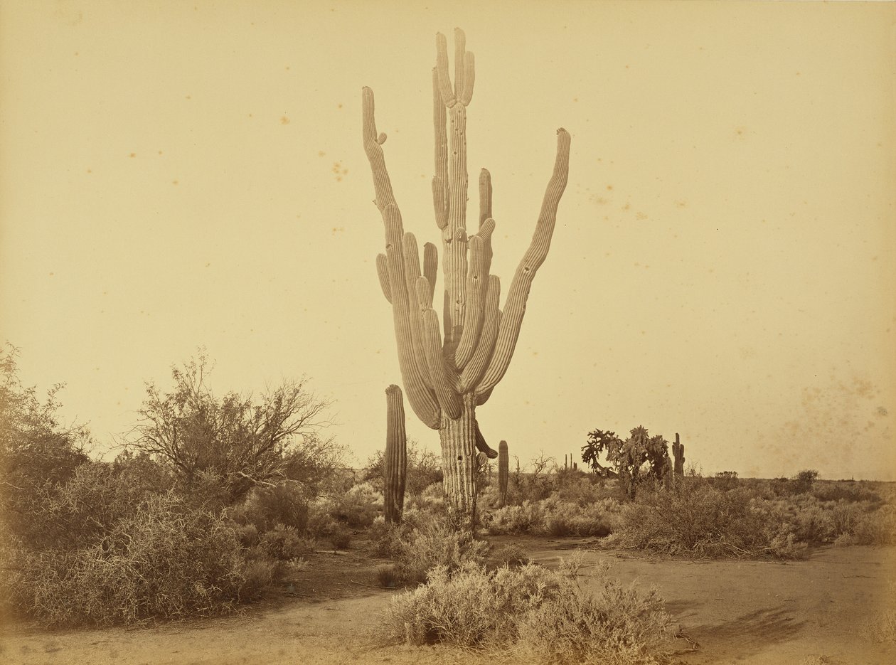 [Cereus giganteus, S.P.R.R., Arizona.] od Carleton Watkins