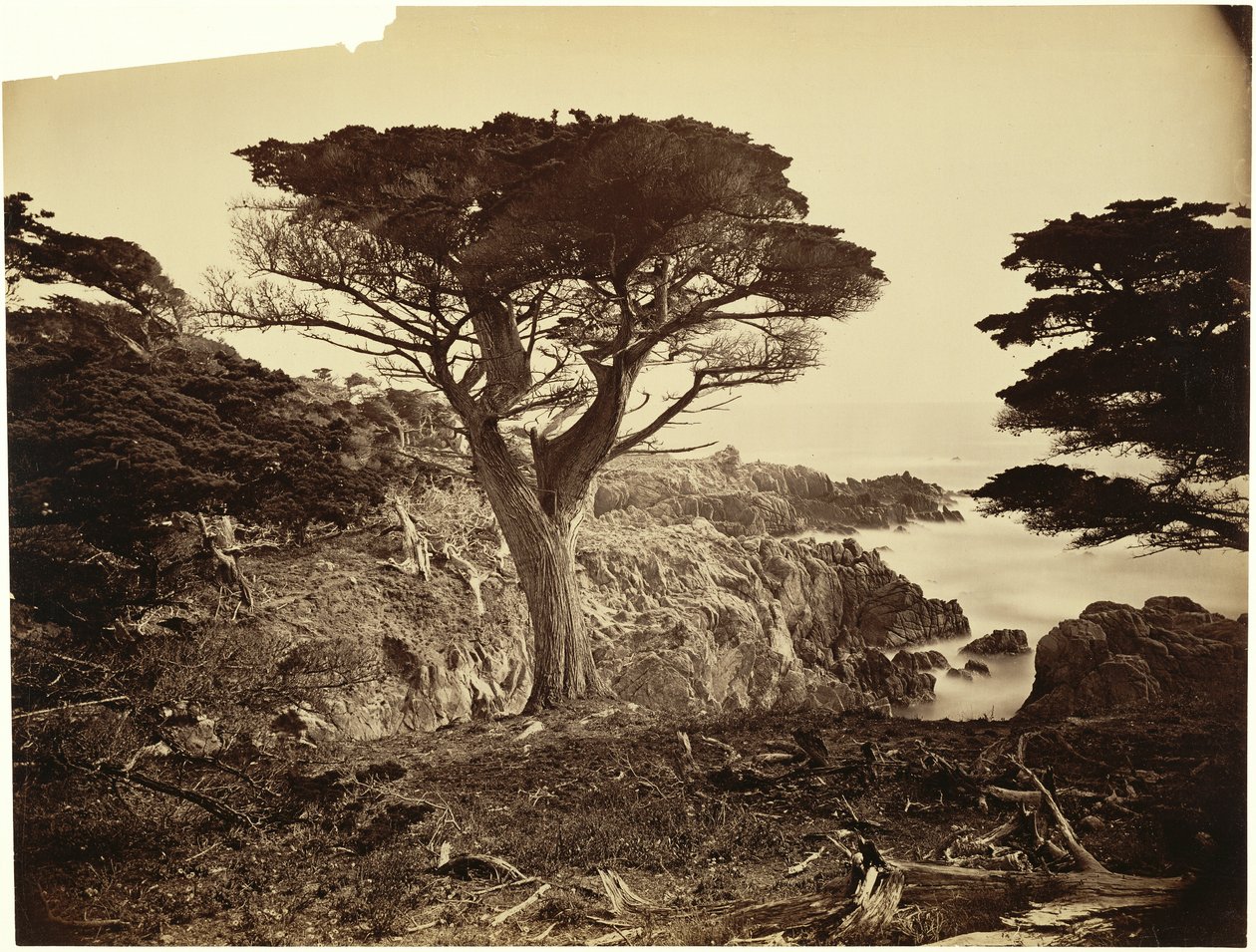 [Cypress Point, Monterey] od Carleton Watkins