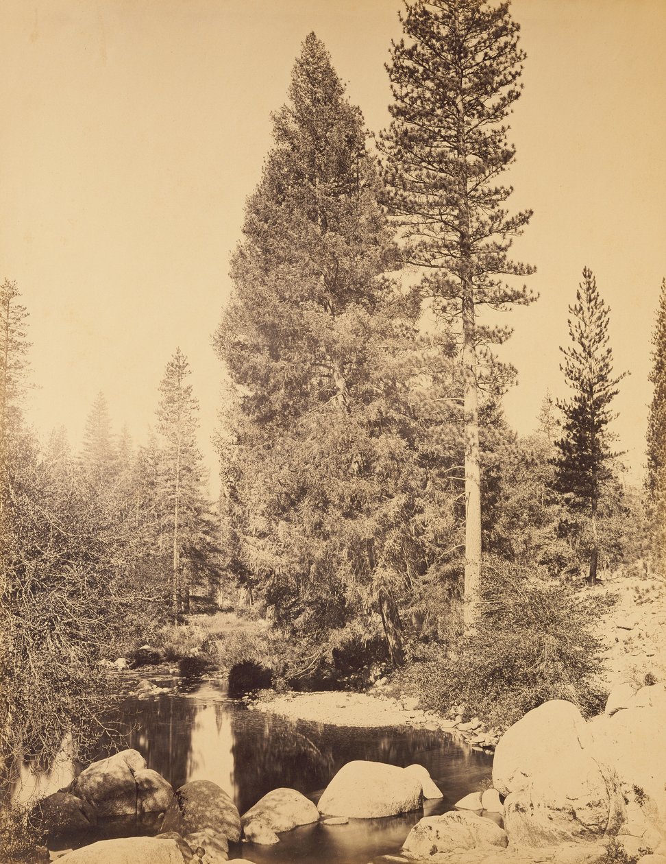 [Douglaska u Clarks] / [Douglaska] od Carleton Watkins