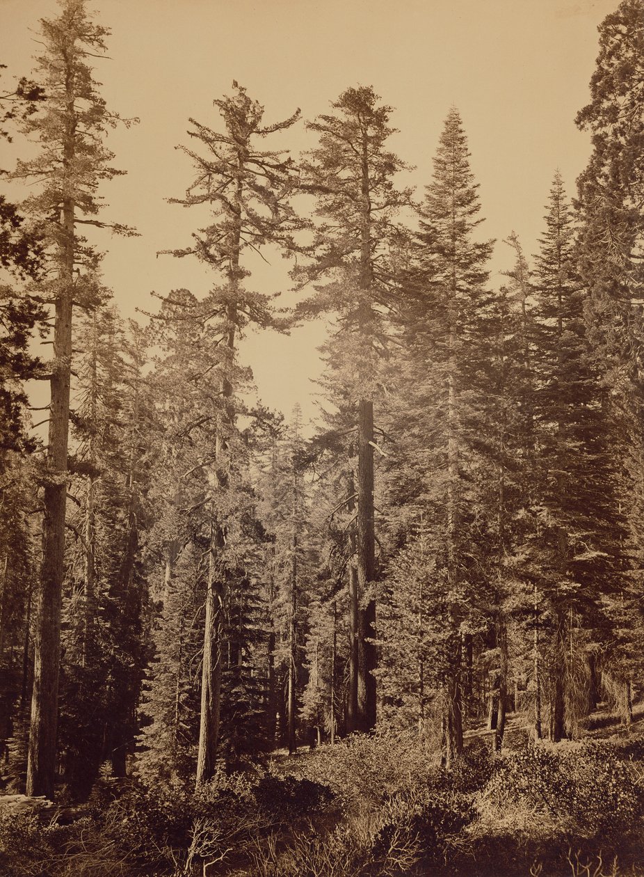[Lesní scéna] / [Cukrové borovice] od Carleton Watkins