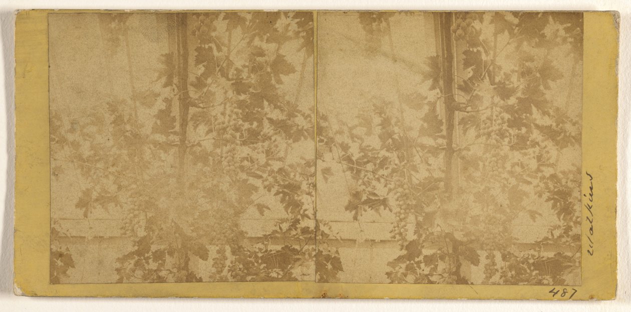 Weinreben od Carleton Watkins