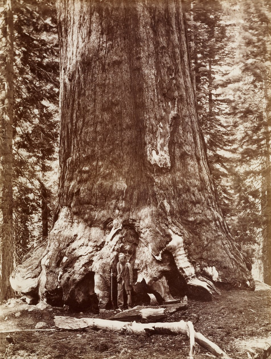 Grizzly Giant Diameter 33 Ft. Mariposa Grove od Carleton Watkins