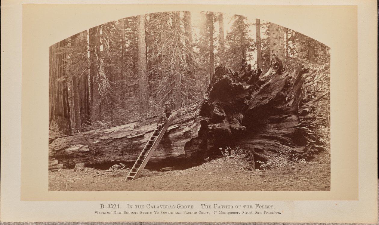 V háji Calaveras. Otec lesa od Carleton Watkins
