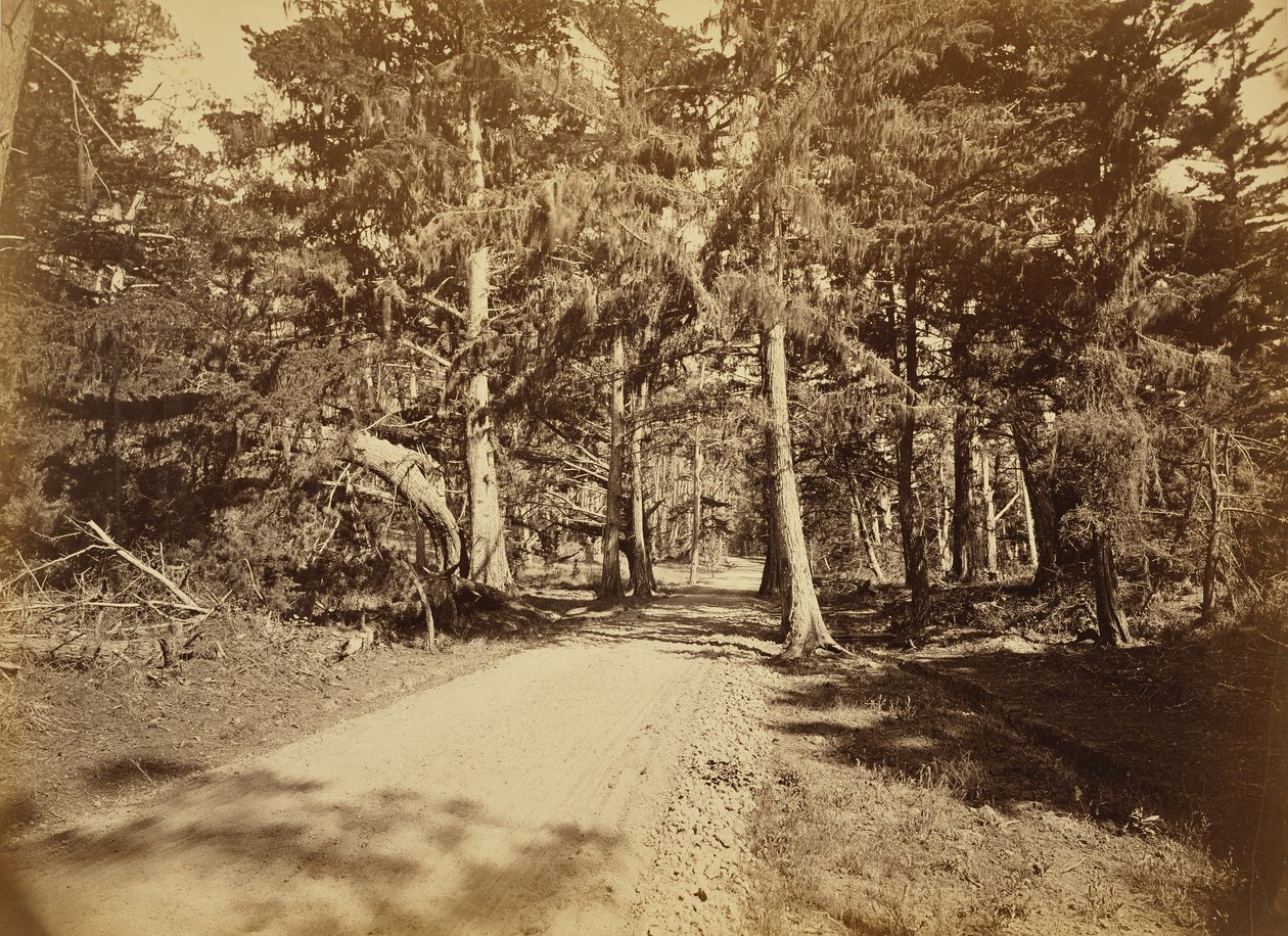 [Monterey, Kalifornie. Moss Avenue, 18 Mile Drive.] od Carleton Watkins