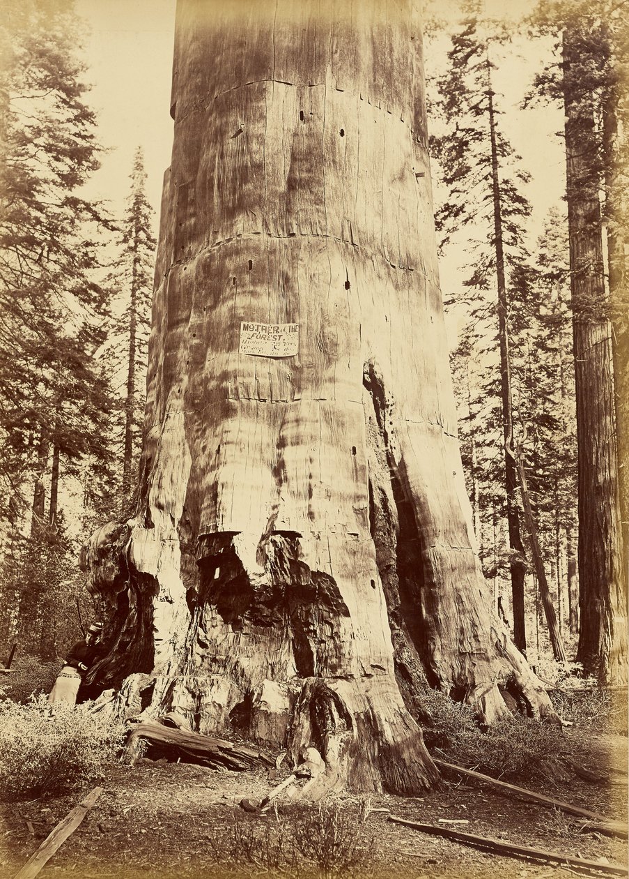 [Matka lesa, vysoká 221 stop] od Carleton Watkins