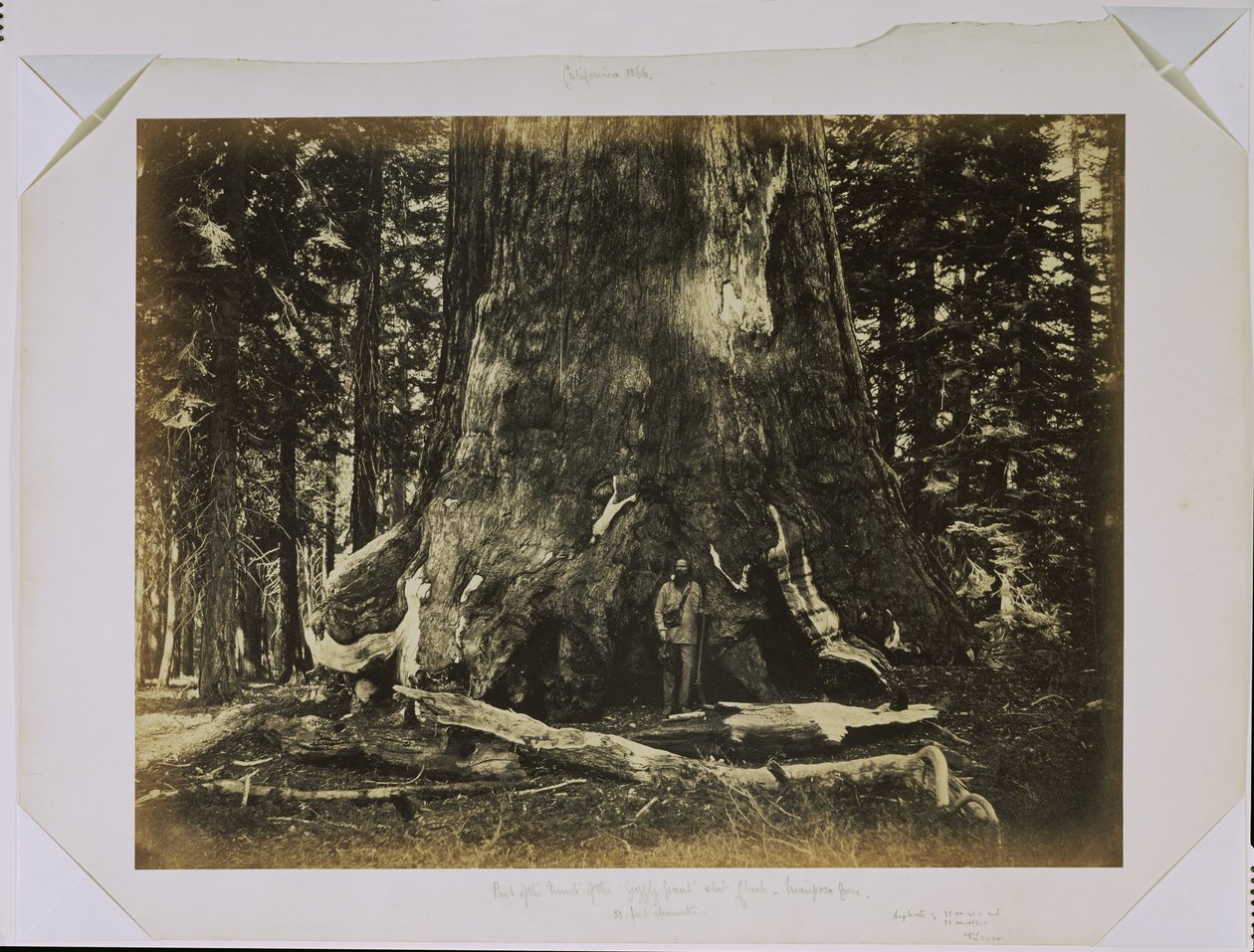 [Část kmene „Grizzly Giant“ s Clarkem - Mariposa Grove - průměr 33 stop] od Carleton Watkins