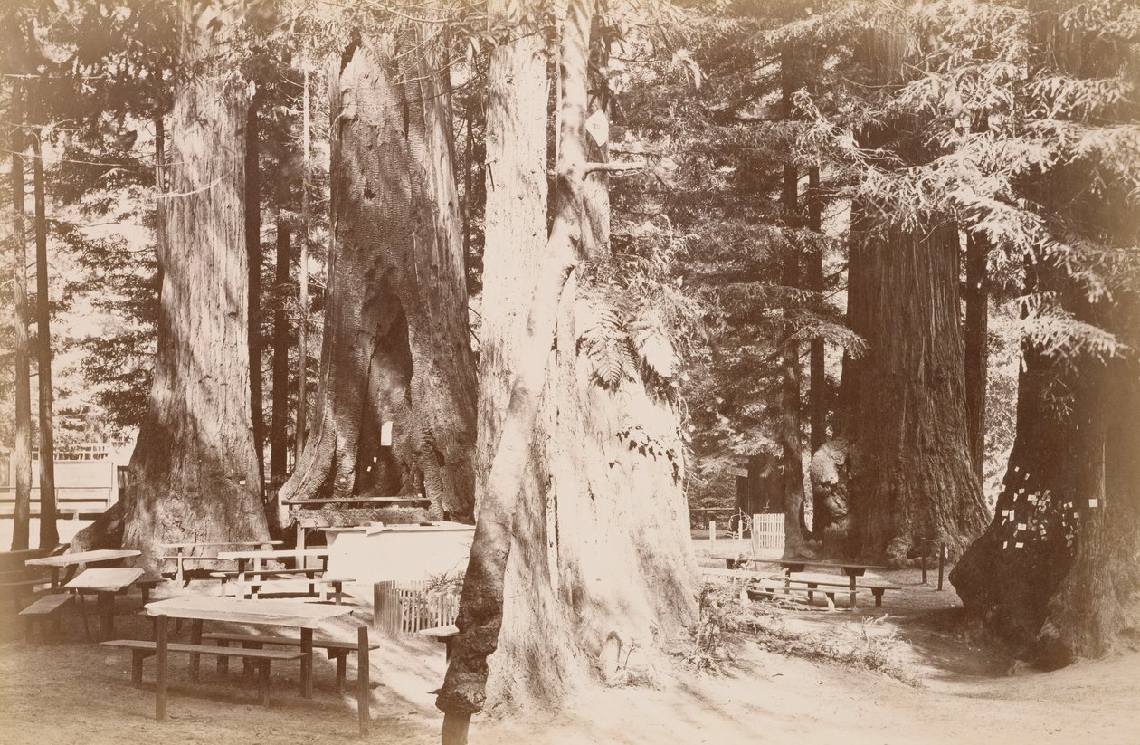 [Piknikový stůl v háji sekvojí] od Carleton Watkins