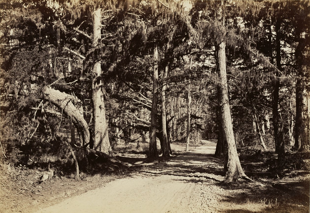 [Cesta cypřišovým hájem] od Carleton Watkins