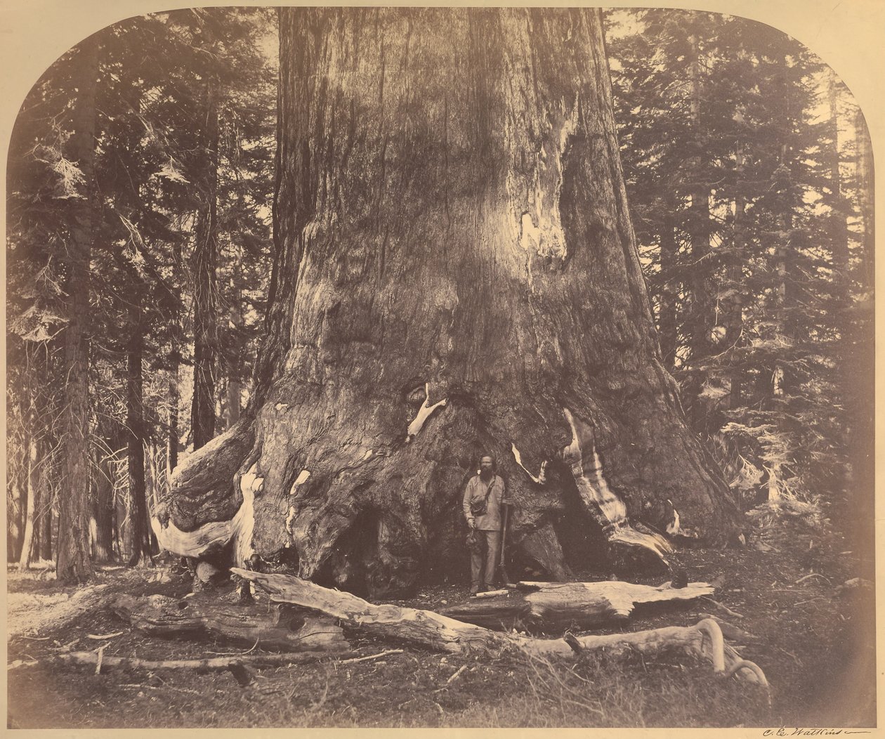 Sekce Grizzlyho obra, průměr 33 stop, Mariposa Grove, Yosemite, č. 111 od Carleton Watkins