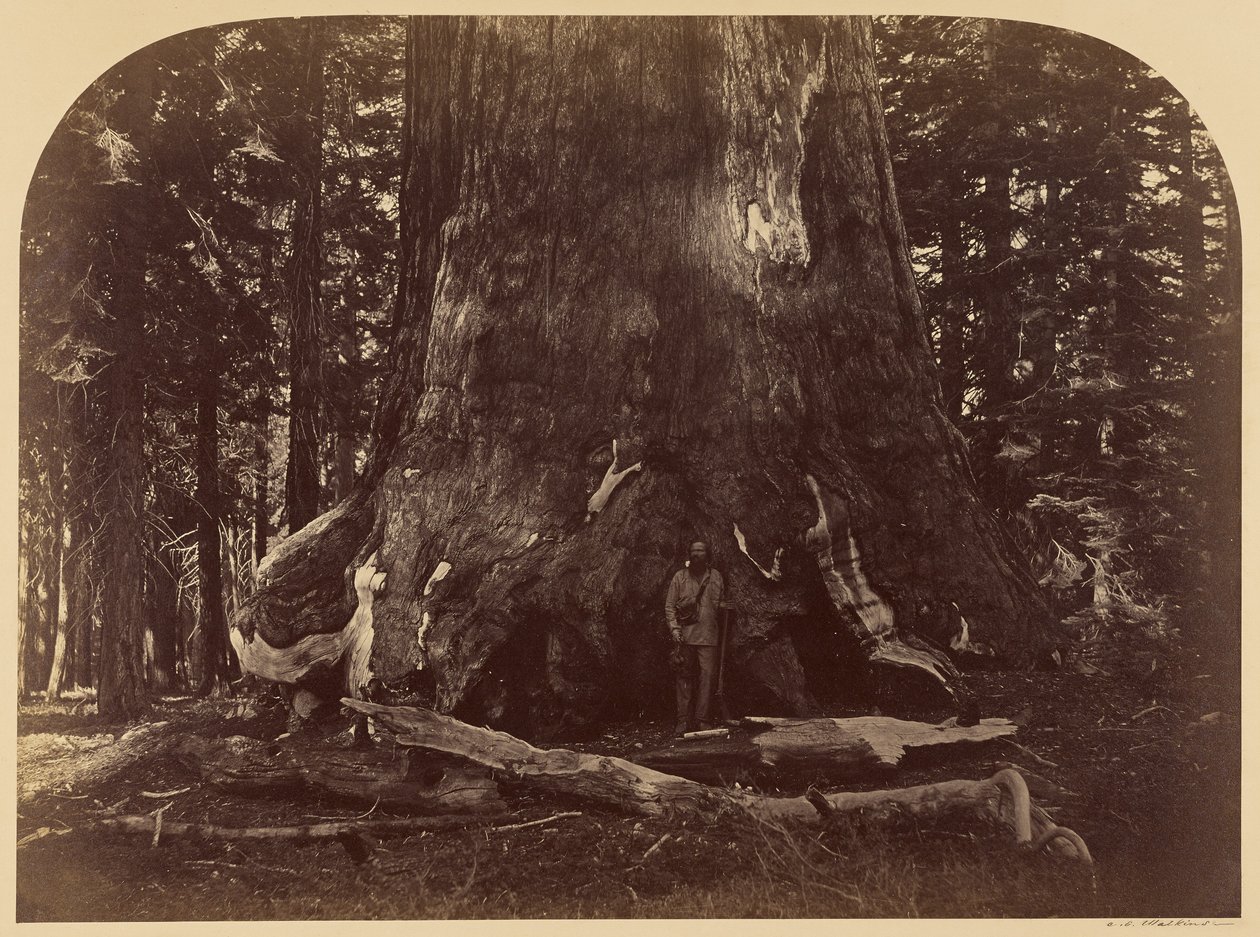 Průřez stromem Grizzly Giant, Mariposa Grove, průměr 33 stop od Carleton Watkins