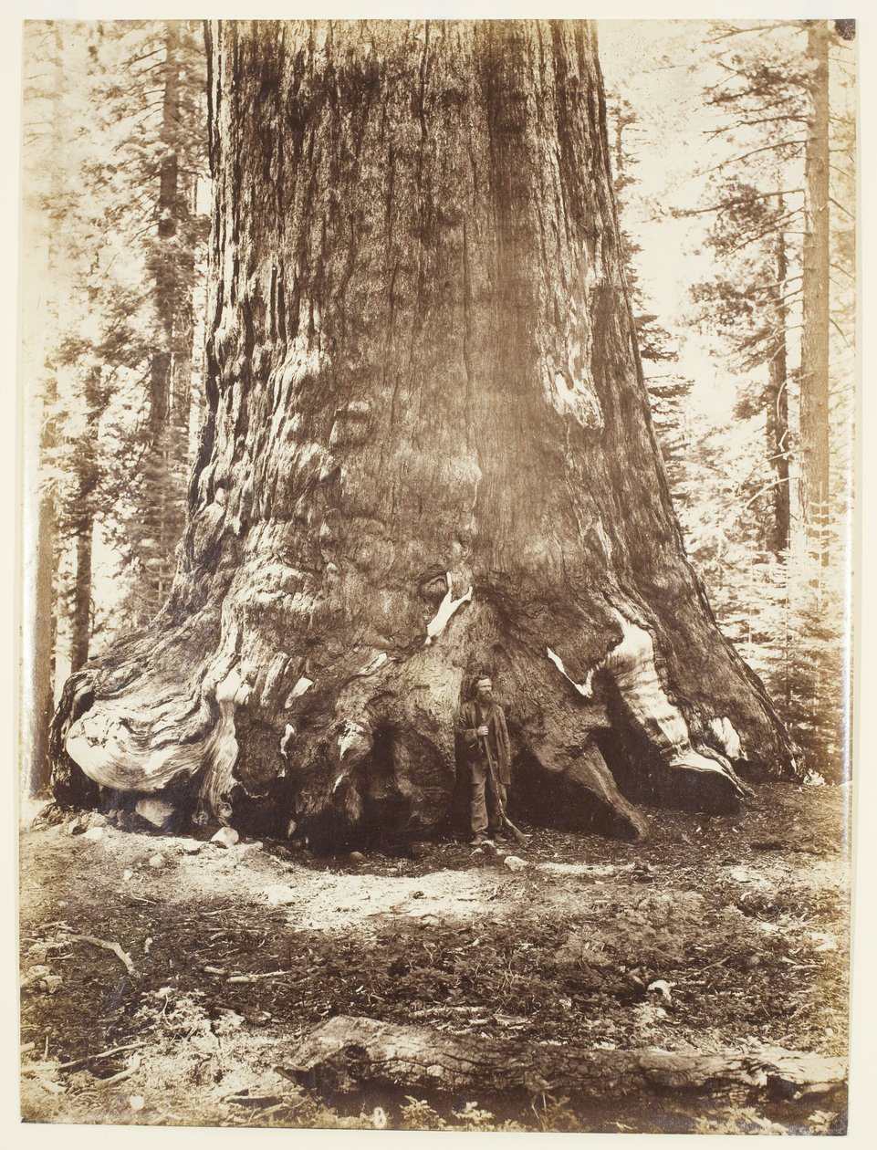 Sekce Grizzly Giant s Galenem Clarkem, Mariposa Grove, Yosemite od Carleton Watkins
