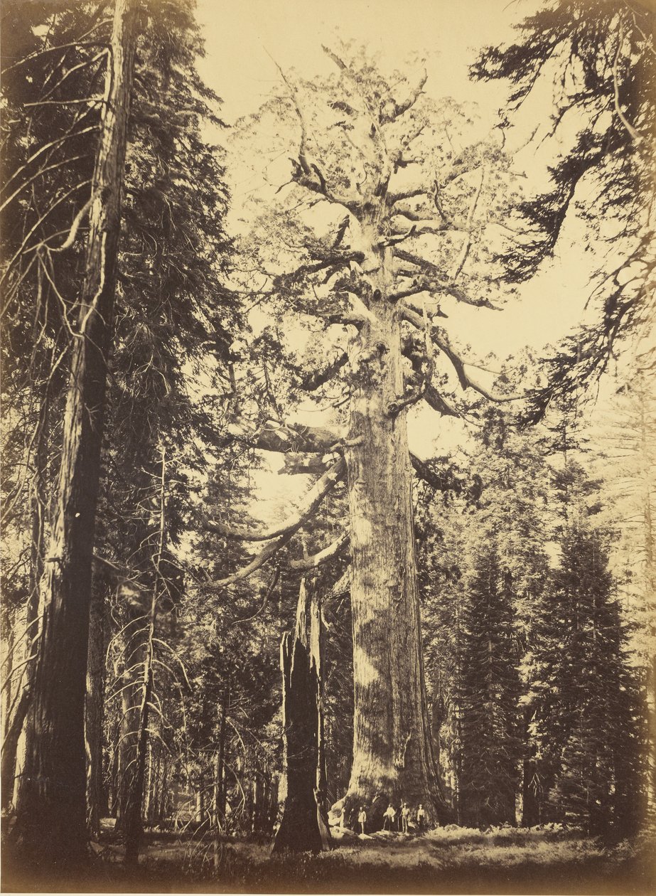 Sequoia gigantea - „Grizzly Giant“ - Mariposa Grove od Carleton Watkins