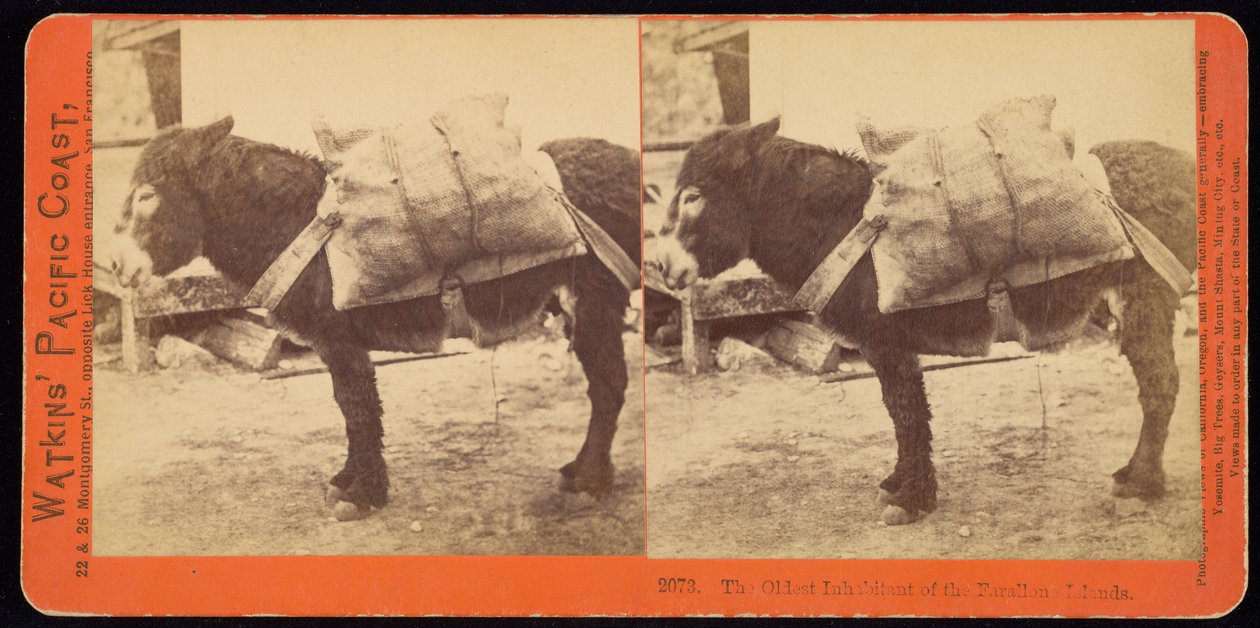 Nejstarší obyvatel Farallonských ostrovů od Carleton Watkins