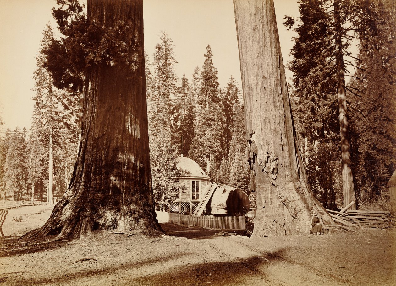 Pavilonový pařez viděný skrze Sentinelové stromy, Calaveras Grove od Carleton Watkins
