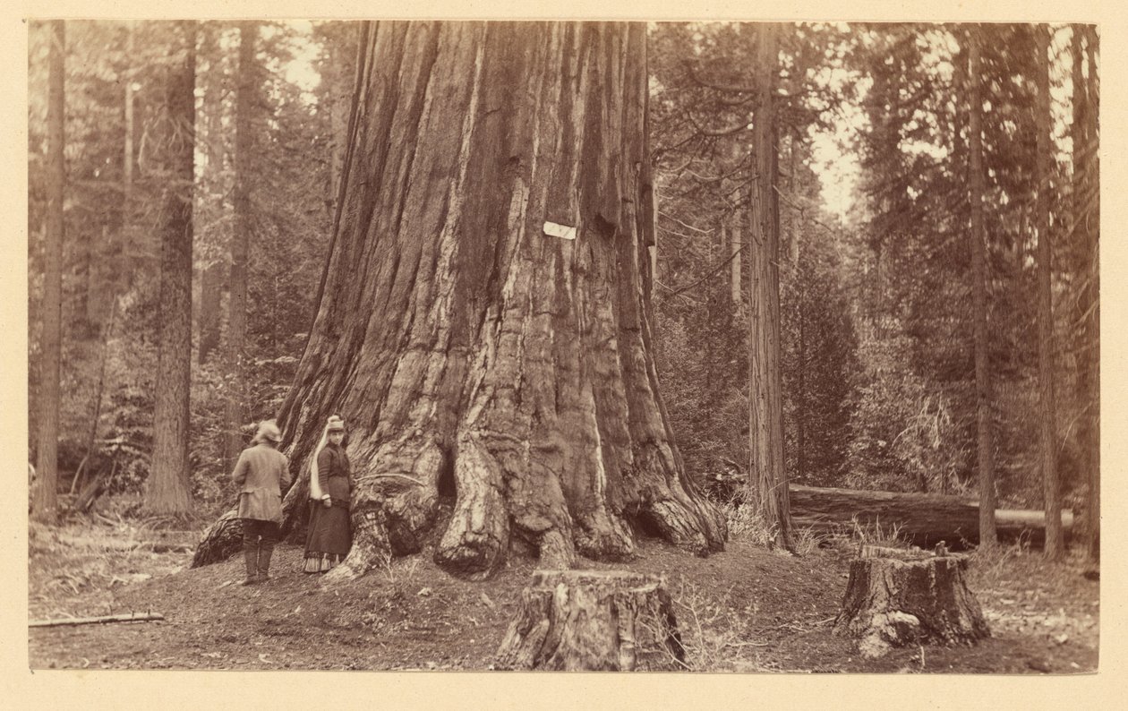 [Pýcha lesa, Calaveras Grove] od Carleton Watkins