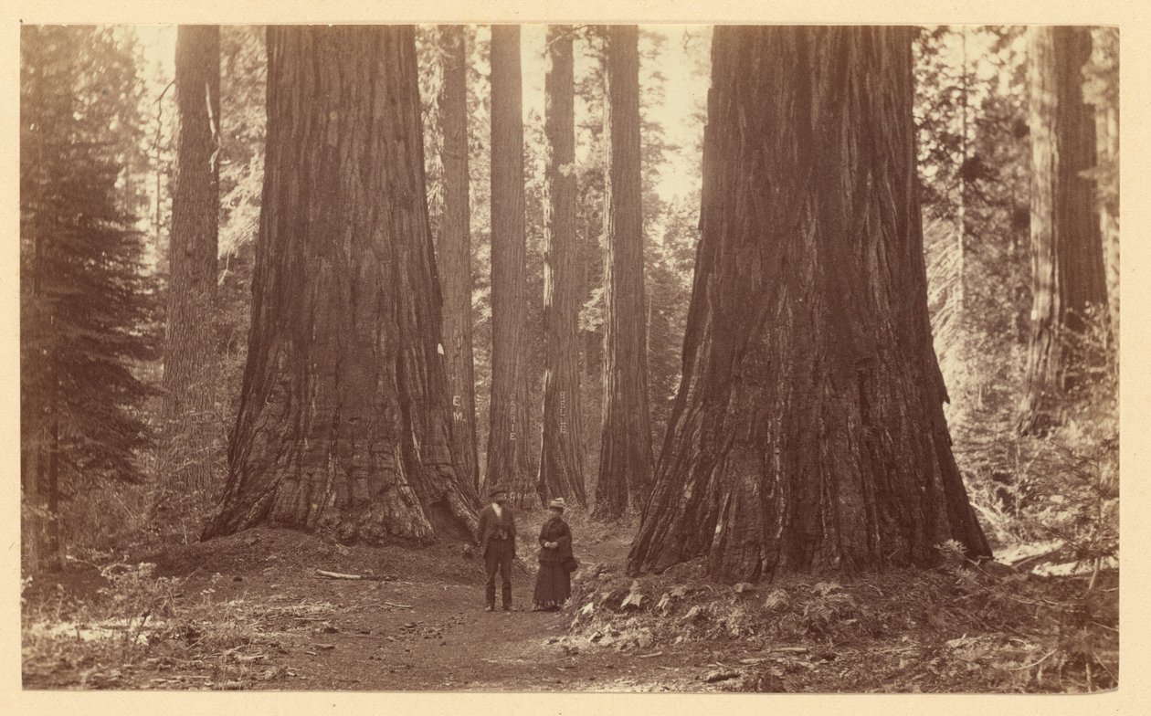 Tři Grácie, Calaveras Grove od Carleton Watkins