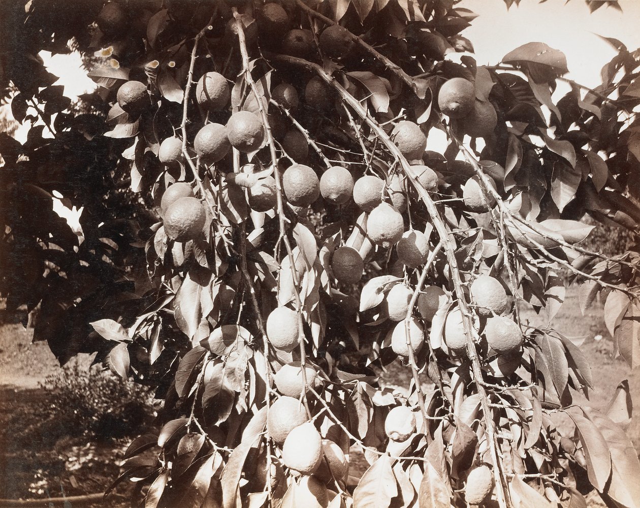 Bez názvu [ovoce na stromě] od Carleton Watkins