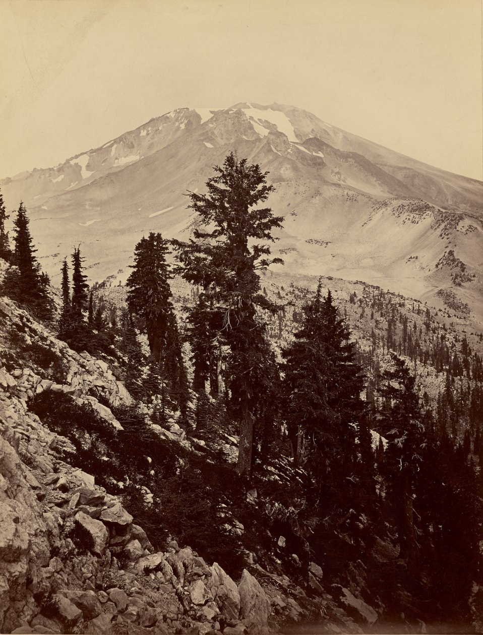 [Williamsonii, hora Shasta] od Carleton Watkins