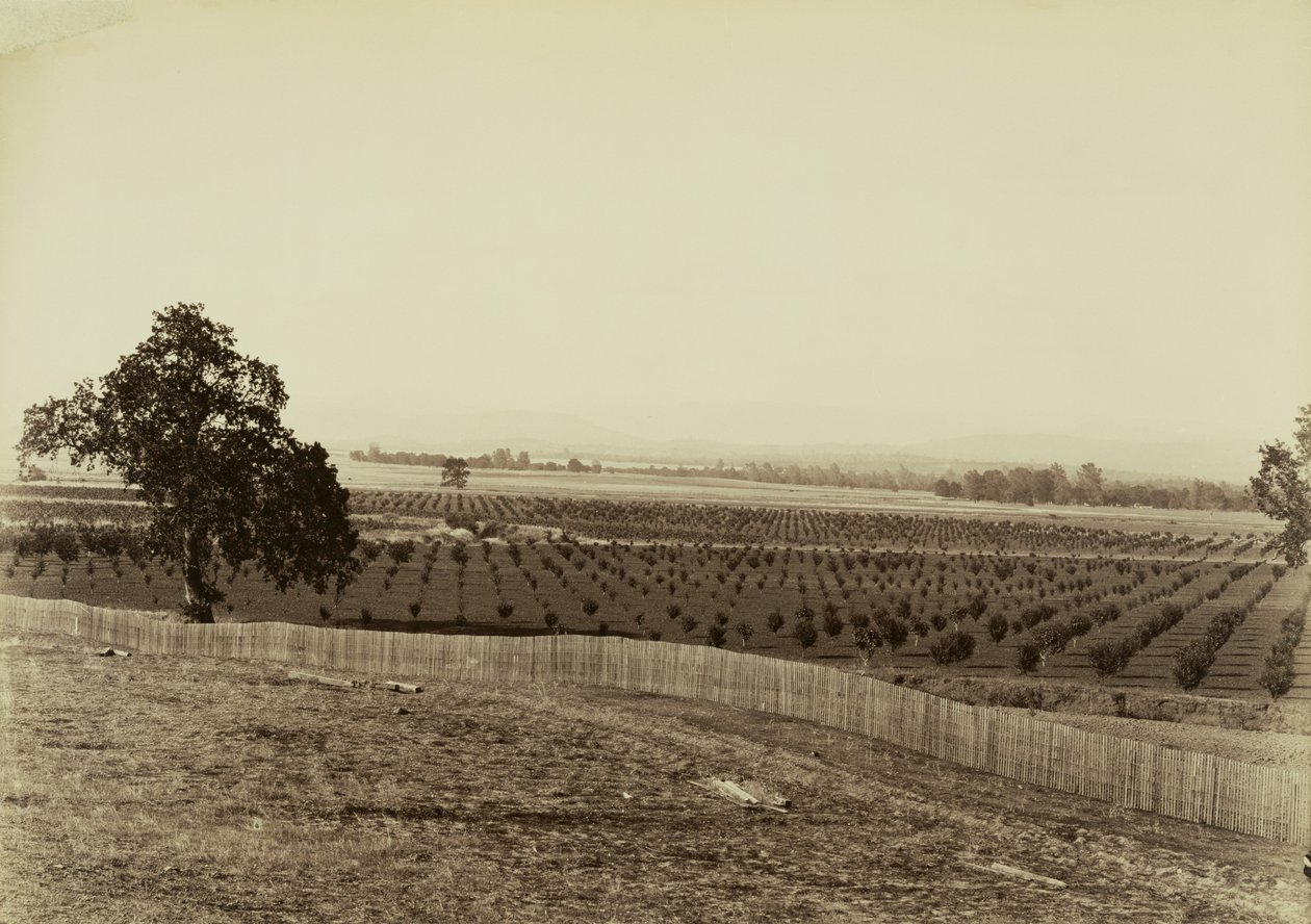 [Mladý sad, Palermo, okres Butte] od Carleton Watkins