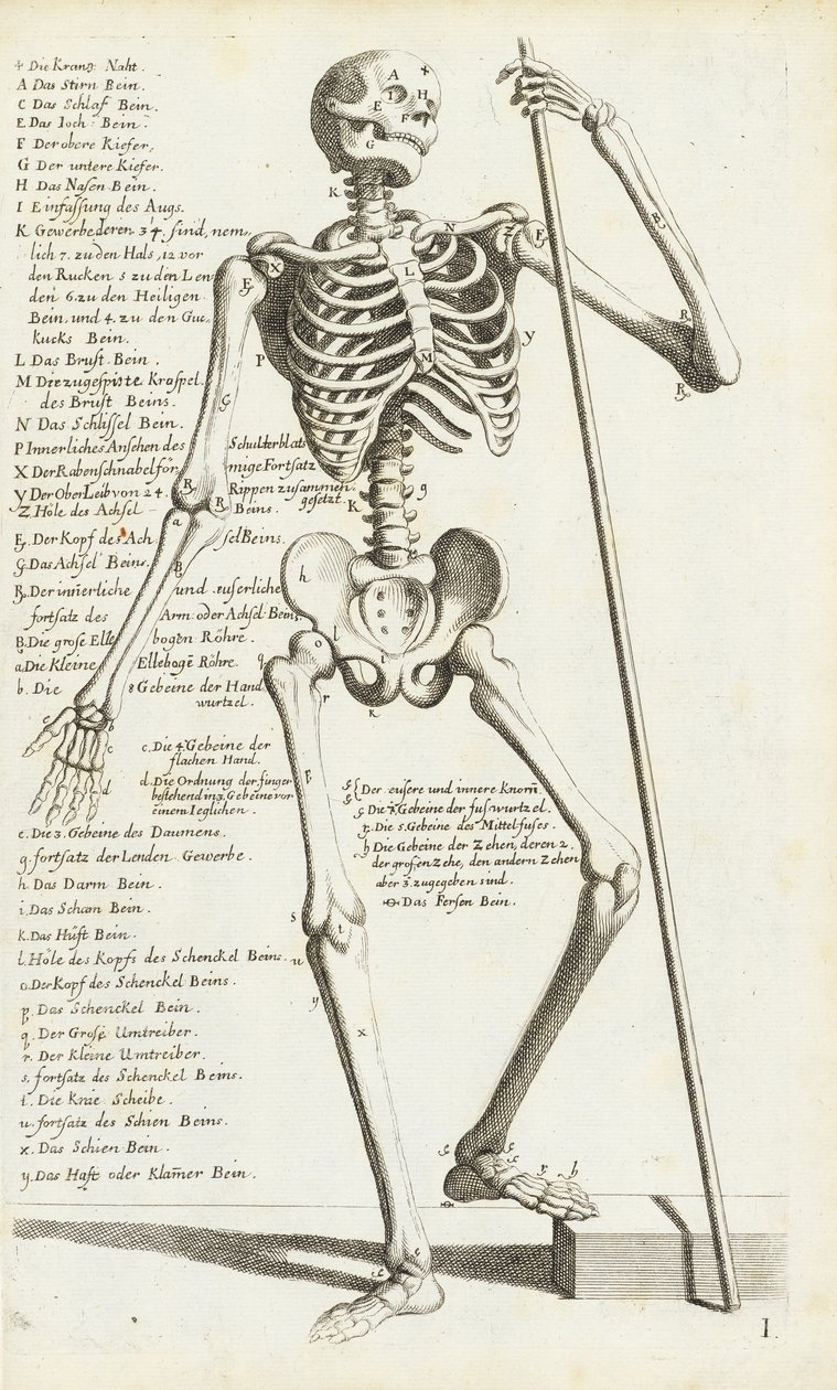 Anatomická studie lidské kostry Carlo Cesi od Carlo Cesi