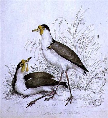 Sandpiper, 19. století od Caroline Louisa Atkinson