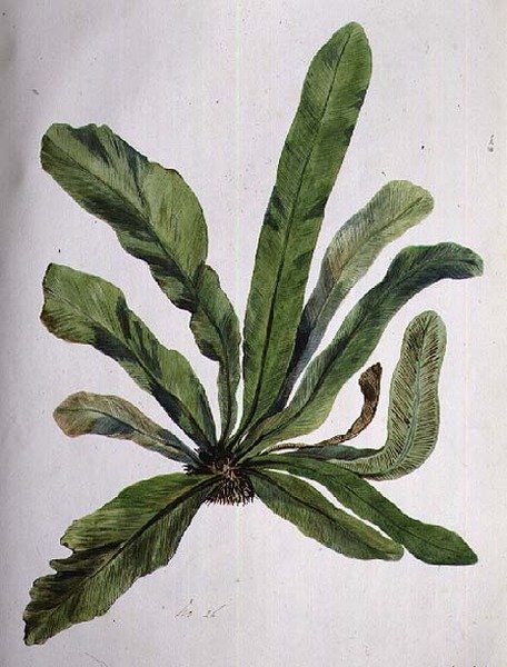 Aspidistra, 19. století od Caroline Louisa Meredith