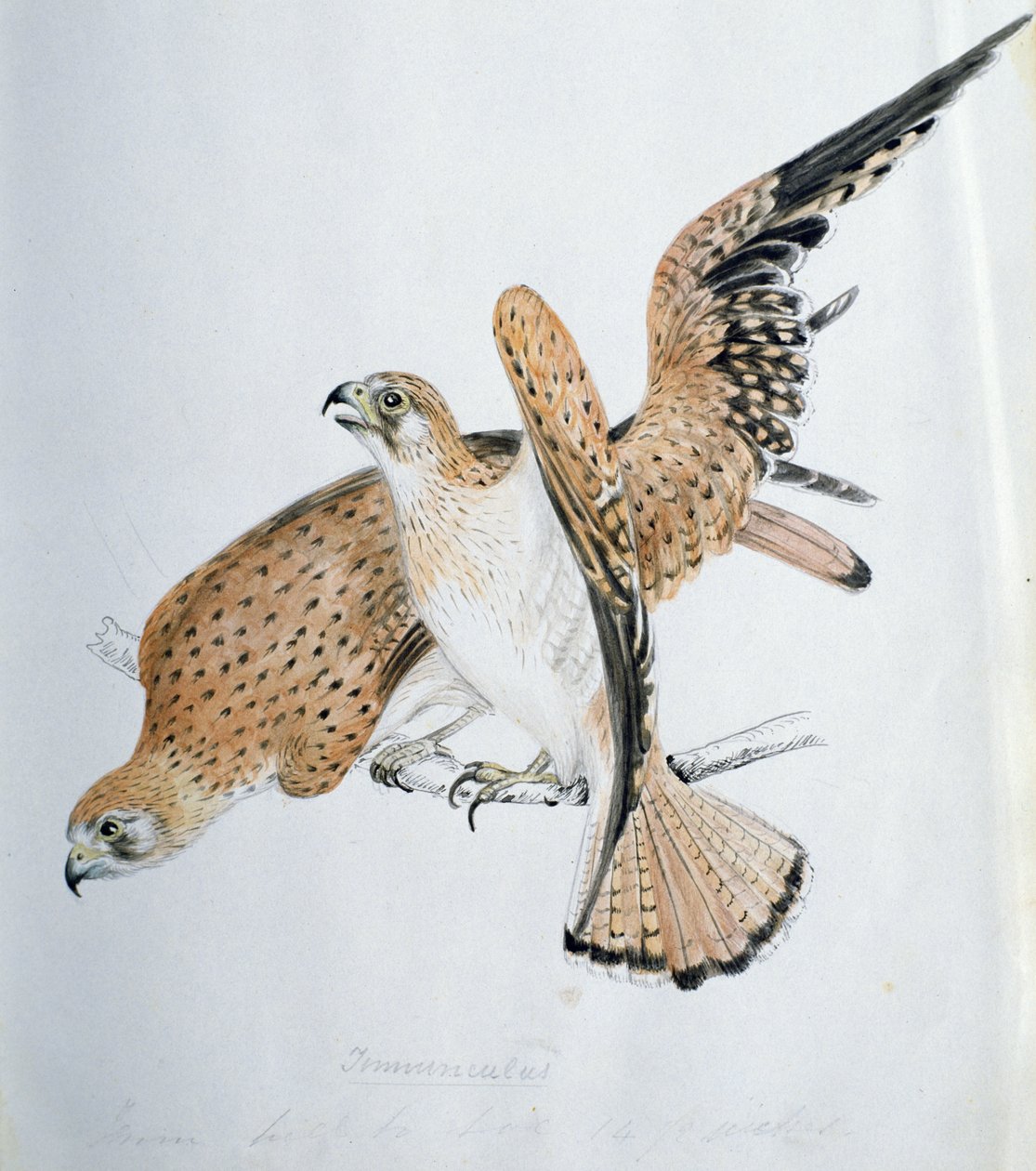 Birds of Prey, 19. století od Caroline Louisa Meredith