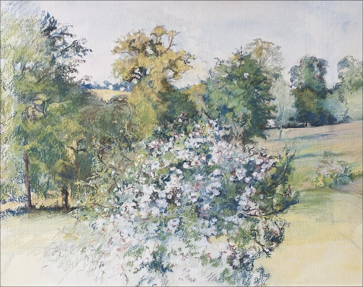 Červen z našeho okna, 2007 (pastel & wc na papíře) od Caroline Hervey Bathurst