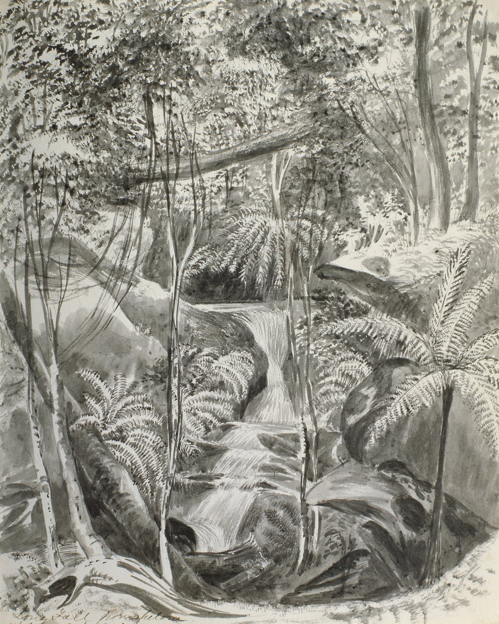 Studie džungle, 19. století od Caroline Louisa Meredith