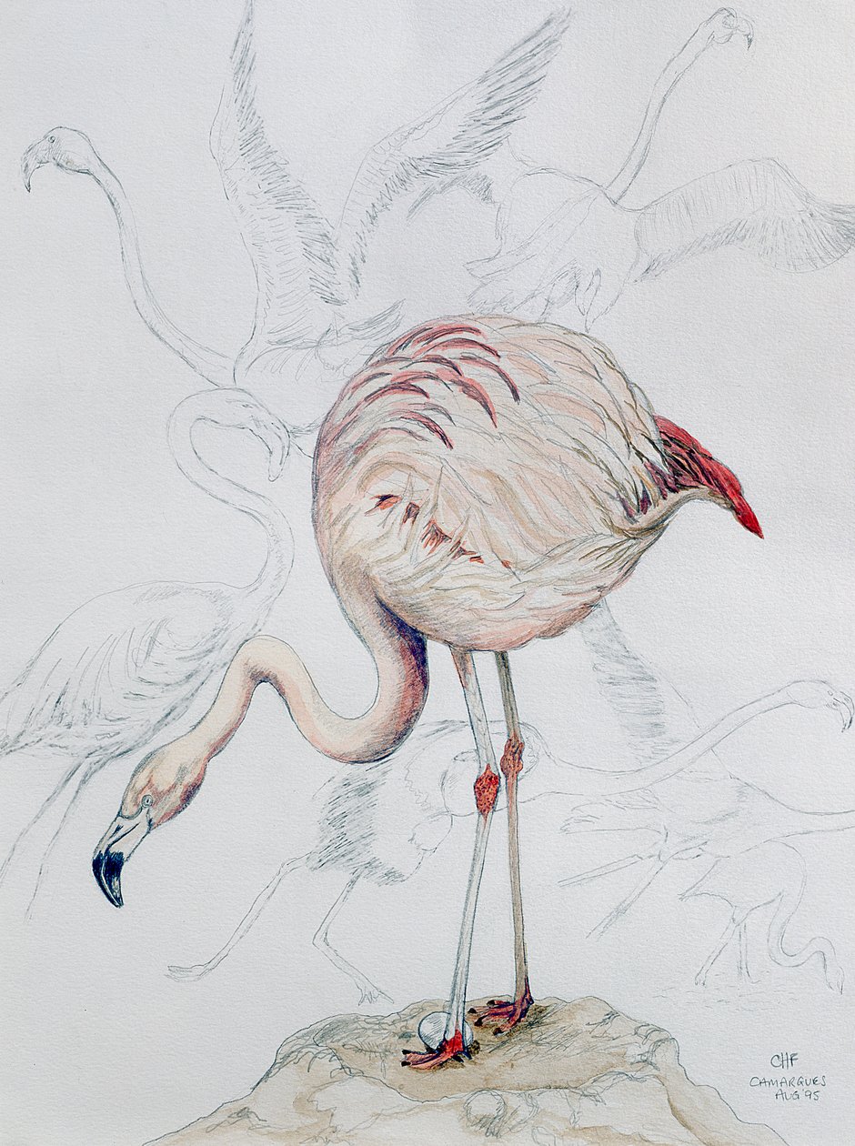 Flamingo (tužka a wc na papíře) od Carolyn Hubbard-Ford