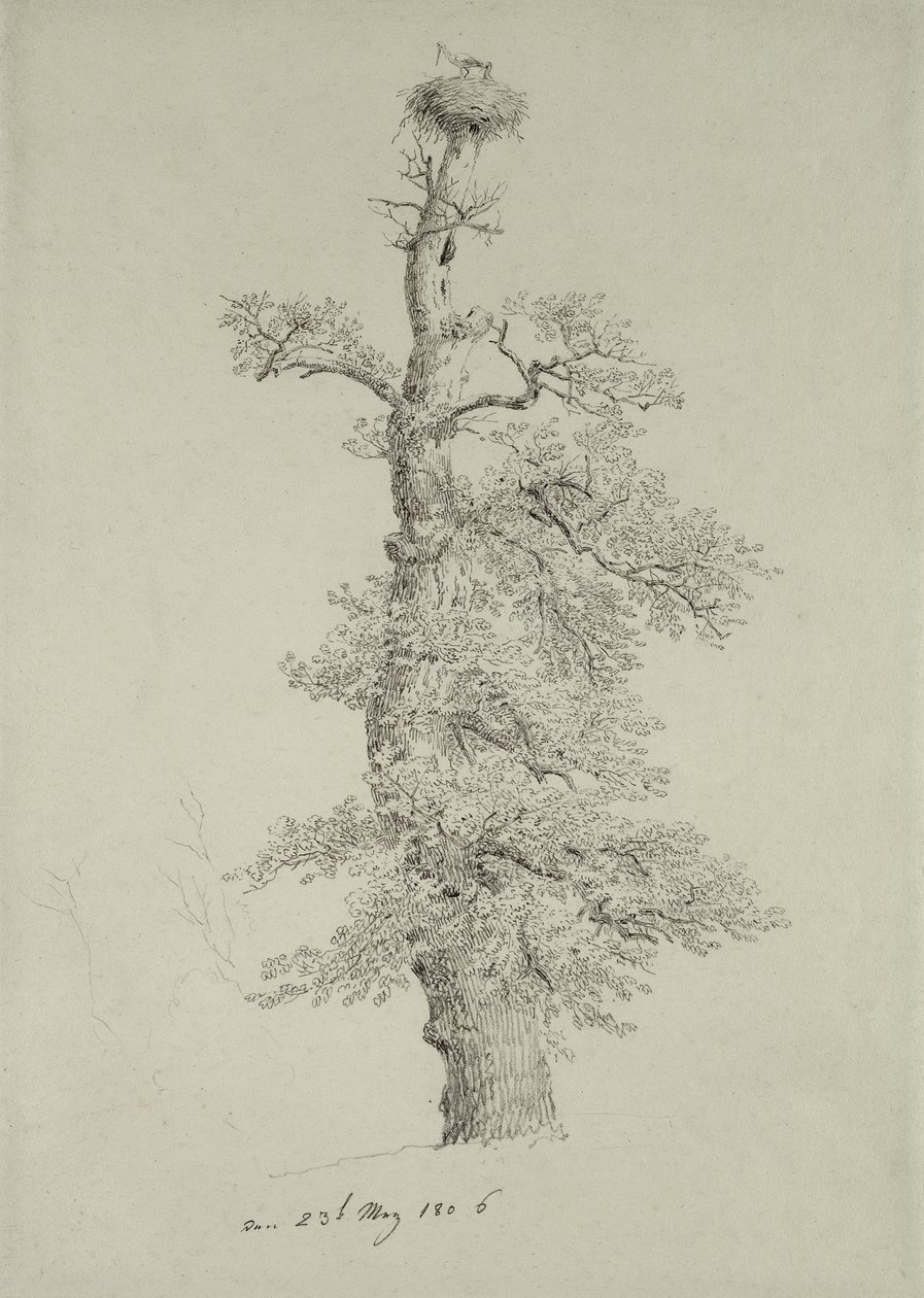 Starověký dub s čapím hnízdem, 23. května 1806 od Caspar David Friedrich