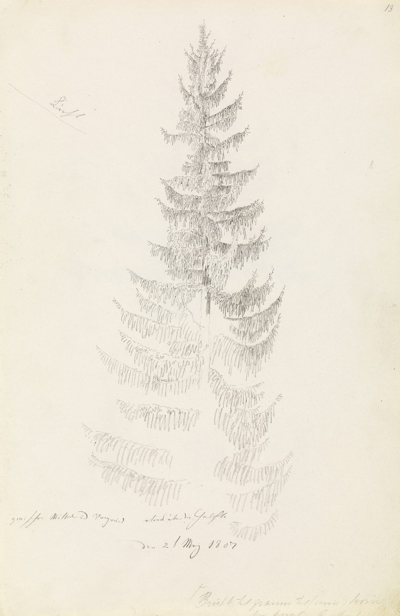 Smrk od Caspar David Friedrich