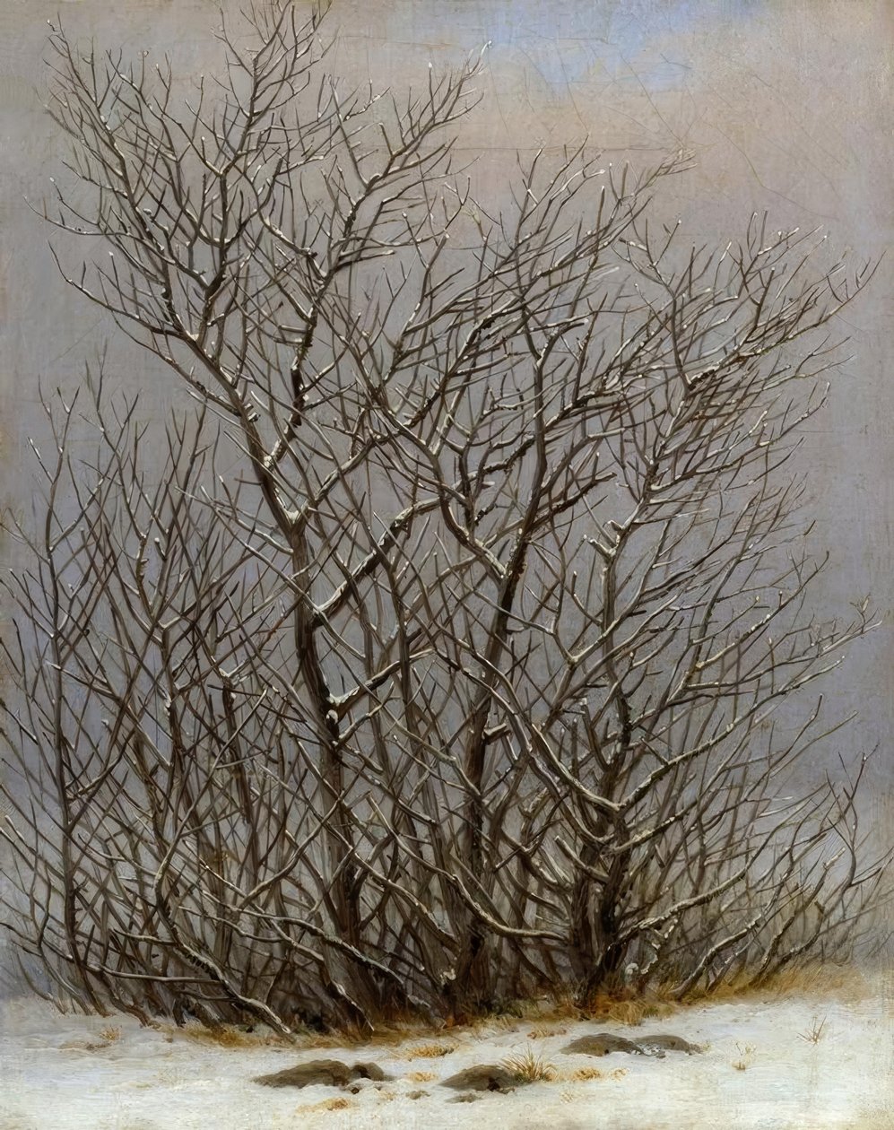 Keře ve sněhu od Caspar David Friedrich