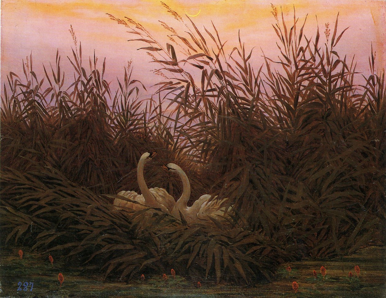 Německy: Schwäne im Schilf beim ersten Morgenrot Labutě v rákosí za prvního svítání od Caspar David Friedrich